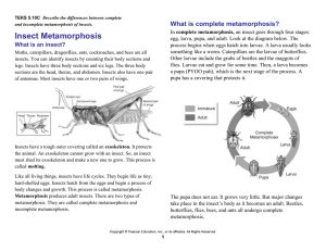 Insect Metamorphosis Notes