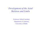 Development of Axial Skeleton and Limbs