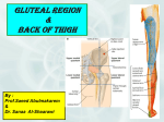 Gluteal Region+Back of Thigh