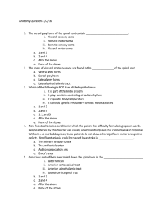 Anatomy Questions 3/2/16 1. The dorsal gray horns of the spinal