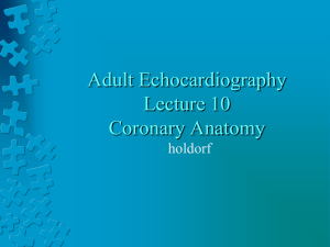 Adult Echocardiography. Lecture 10 Coronary Anatomy