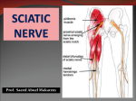 sciatic nerve