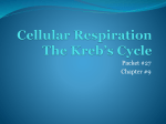 Cell Respiration--The Kreb`s Cycle