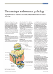 The meninges and common pathology