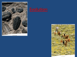 Evolution Notes II