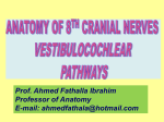L13-vestibulocochlear pathways2014-08-23 10
