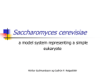 Saccharomyces cerevisiae