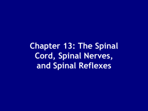 Chapter 13: The Spinal Cord, Spinal Nerves, and