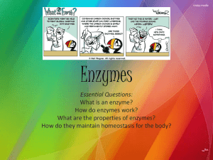 Essential Questions: What is an enzyme? How do enzymes work