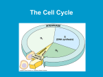The Cell Cycle - Warren County Schools