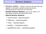 Special Sensory Systems