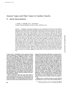 Myosin Types and Fiber Types II. Atrial Myocardium in Cardiac Muscle.