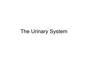 The Urinary System