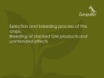Selection and breeding process of the crops