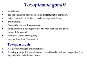 3-Toxoplasma