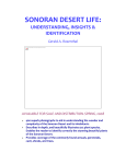 SONORAN DESERT LIFE