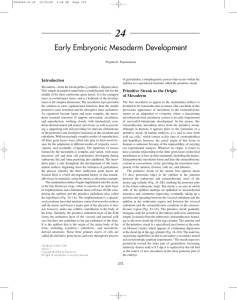 Early Embryonic Mesoderm Development
