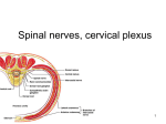 19. Spinal nerves. Cervical plexus