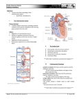 Cardio-Pulmonary Module 19 October 2009 HEMODYNAMICS Jude