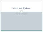 Nervous System Part Five