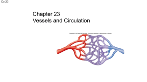 chapter 23-Vessels and Circulation