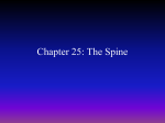 Chapter 25: The Spine