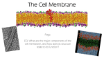 Cell Membrane Notes - Ms. Stevens` Class