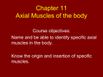 Chapter 11 Muscles of the body
