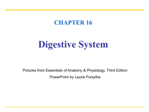 CHAPTER 16 Digestive System