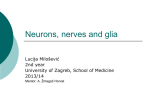 Neurons, nerves and glia