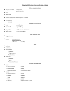 Chapter 12 Central Nervous System – Brain