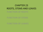 chapter 23 roots, stems and leaves