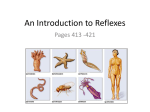 An Introduction to Reflexes