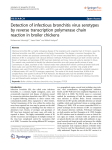 Detection of infectious bronchitis virus serotypes by reverse