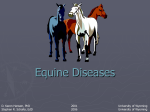 Equine Diseases