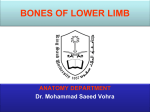 6-Bones of the Lower Limb 152015-11-29 02:292.0