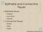 Epithelial and Connective Tissues