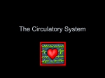 The Circulatory System