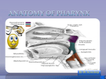 ANATOMY OF PHARYNX