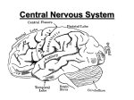 CNS=Central Nervous System