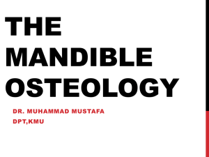 The mandible osteology