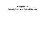 Spinal nerve