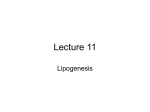 L11_lipogenesis