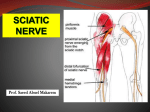 sciatic nerve