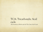 TCA: Tricarboxylic Acid cycle