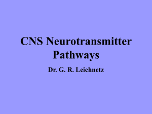 CNS Neurotransmitter Pathways