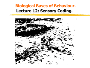 Sensory Coding