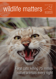 Feral cats: killing 75 million native animals every night