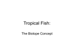 Tropical Fish - Net Start Class