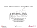 Anatomy of the insertion of the tibialis posterior tendon